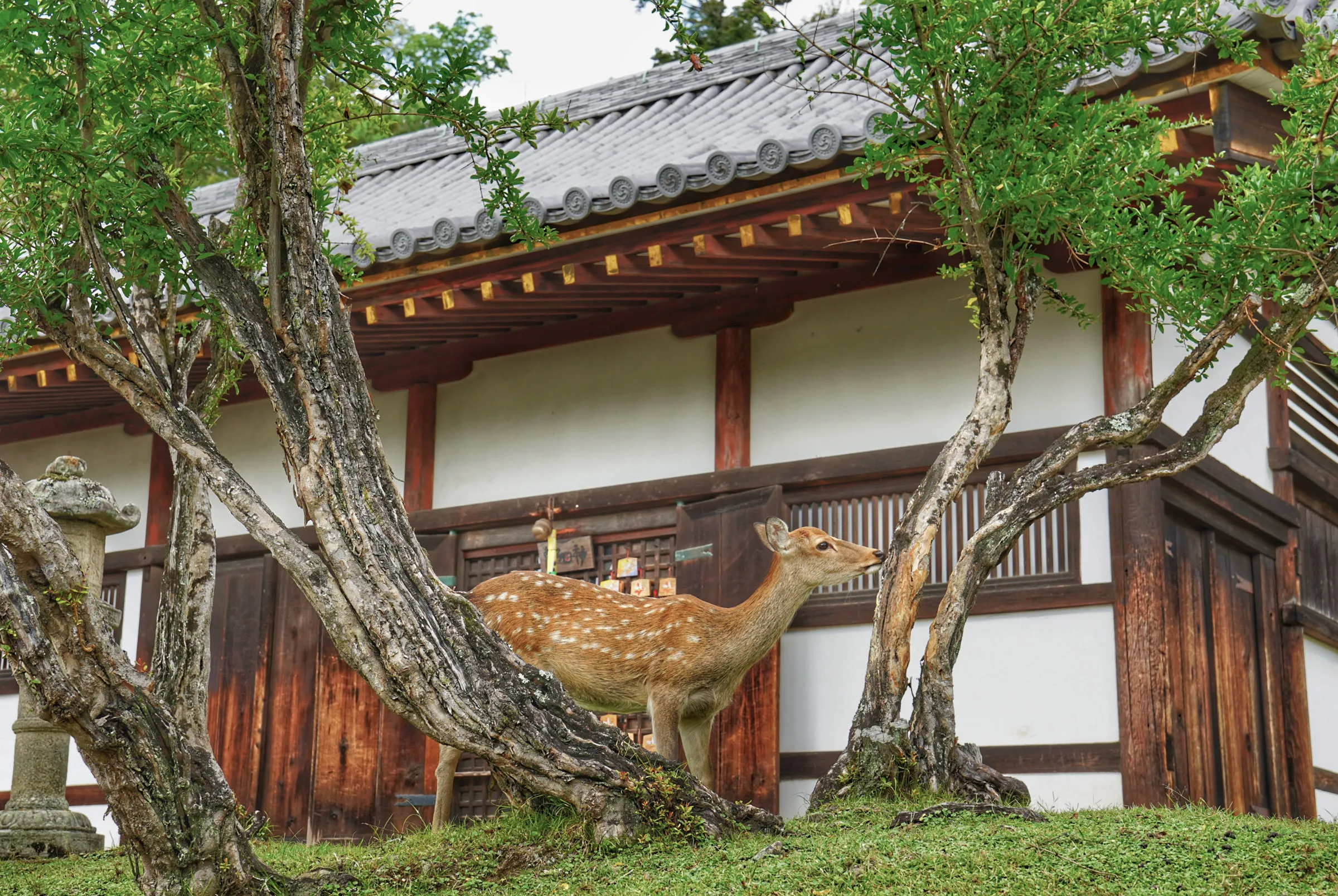 A sika deer standing on a mossy bank between two gnarled tree trunks, in front of a temple hall with white plaster walls, dark timber and a grey tiled roof