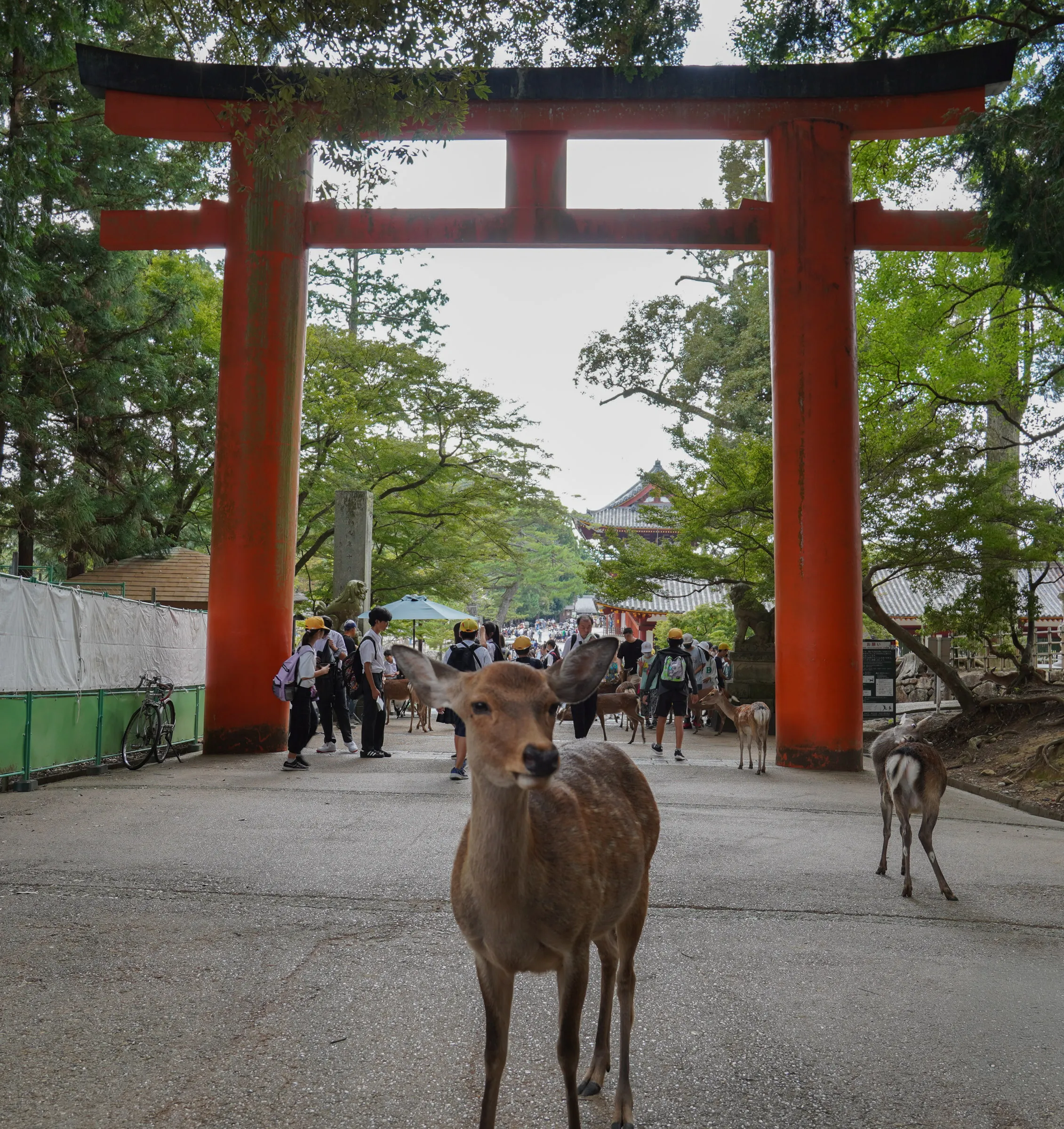 A sika deer standing on a stone path and looking at the camera, in front of a tall vermilion torii gate with a temple roofline visible beyond it