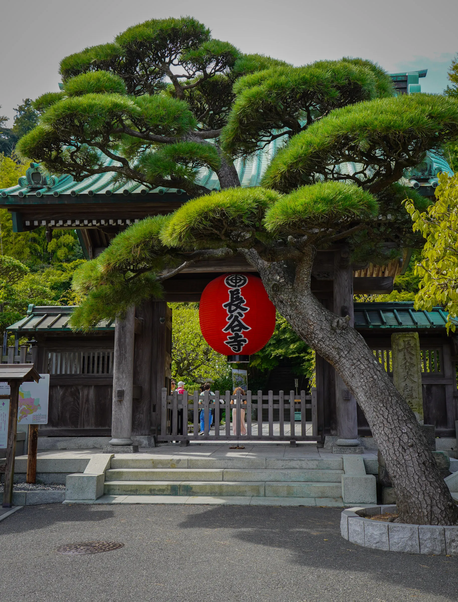 A weathered wooden temple gate under a sculpted pine tree, with a large red paper lantern reading Hase-dera hanging in the opening