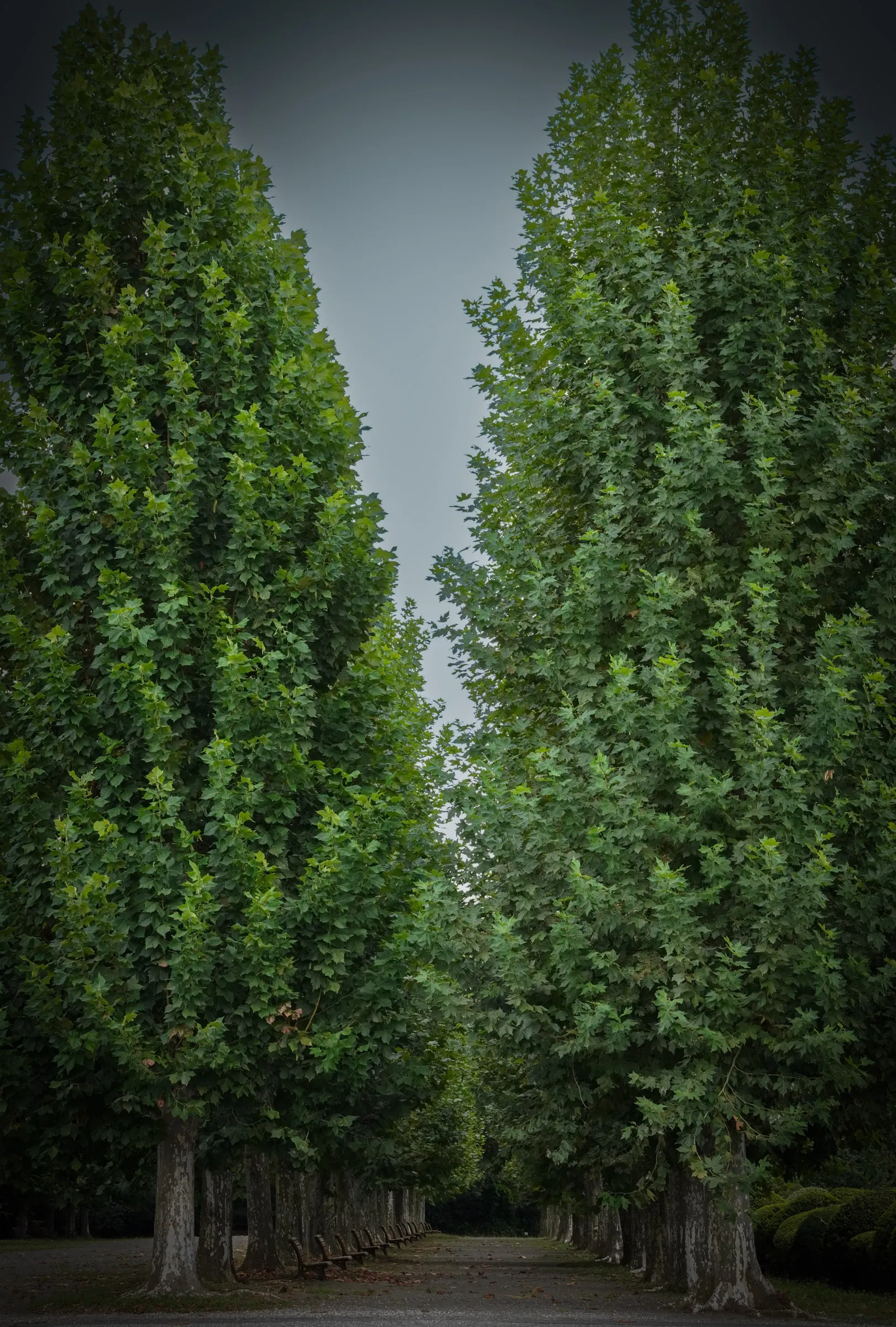 A tall, symmetrical avenue of trees meeting overhead, with a path and benches receding between the trunks