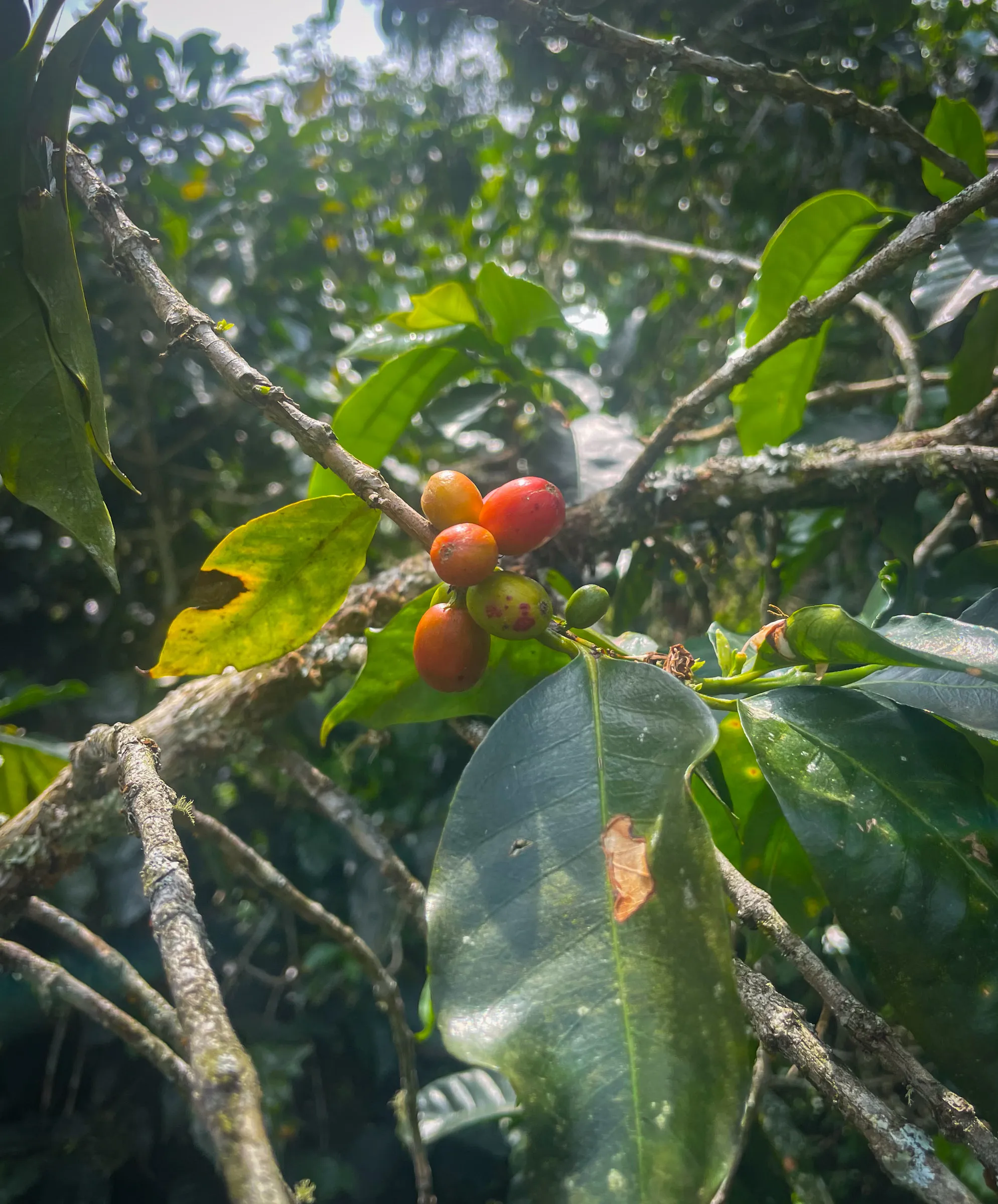 A cluster of coffee cherries ripening from green through orange to red on a thin branch, surrounded by glossy leaves with sun coming through them