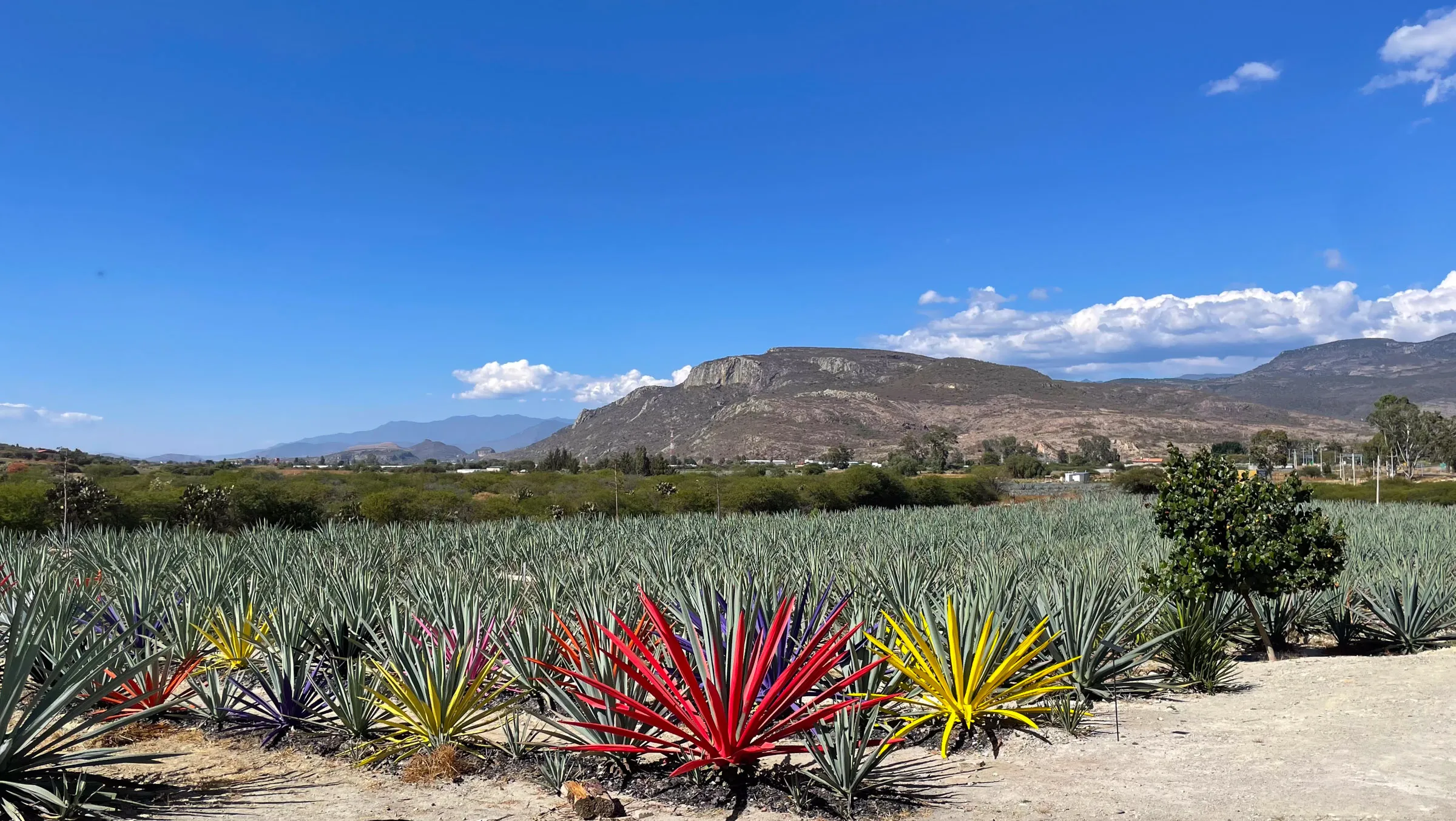 A field of blue-green agave running to the horizon, a handful in the front row painted red, yellow and purple, with a flat-topped mesa and dry hills behind