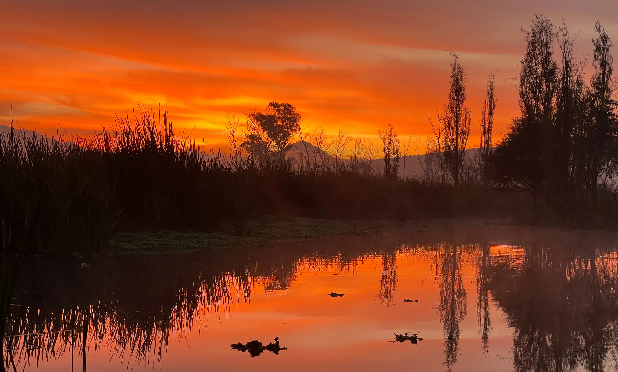 An orange sunrise over still canal water, with reeds and bare trees in silhouette and a volcano on the horizon